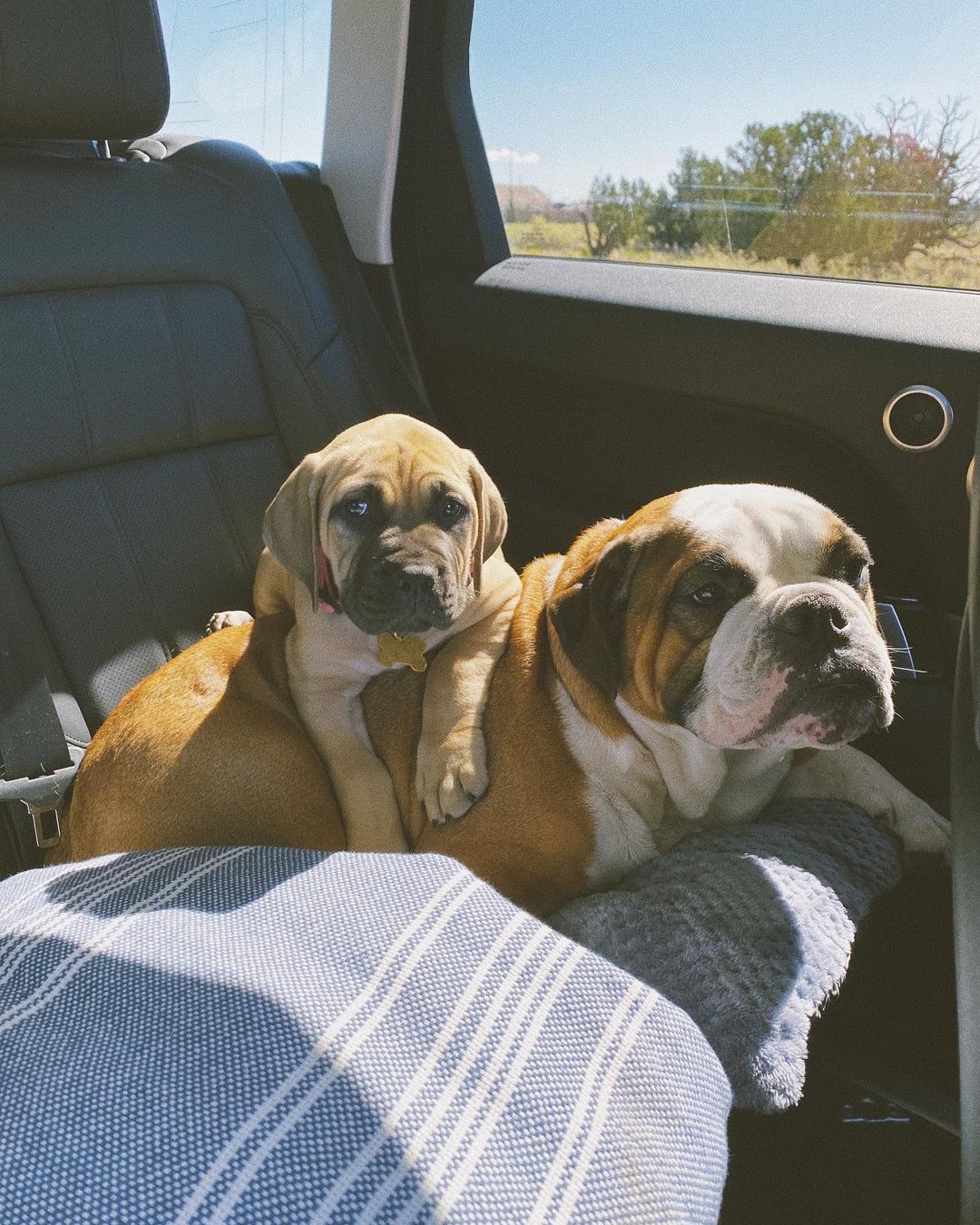 Pia Baroncini's dogs in car on drive to Under Canvas Grand Canyon