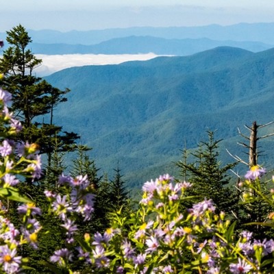 Great Smoky Mountains National Park Wildflowers: When and Where to See Them
