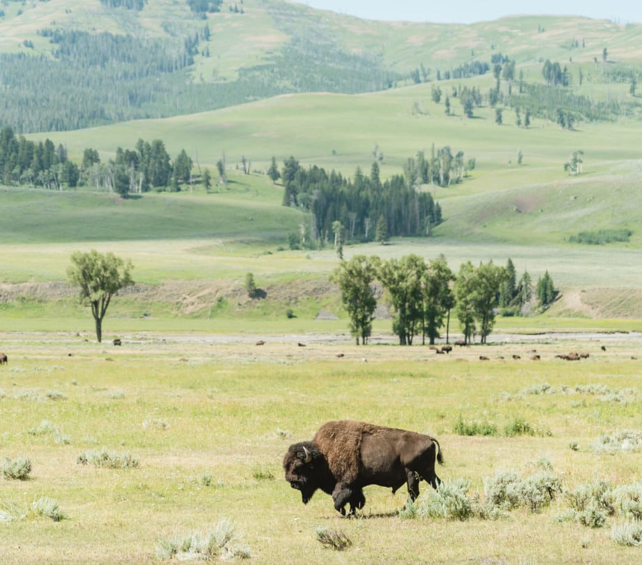 Wldlife tours North Yellowstone