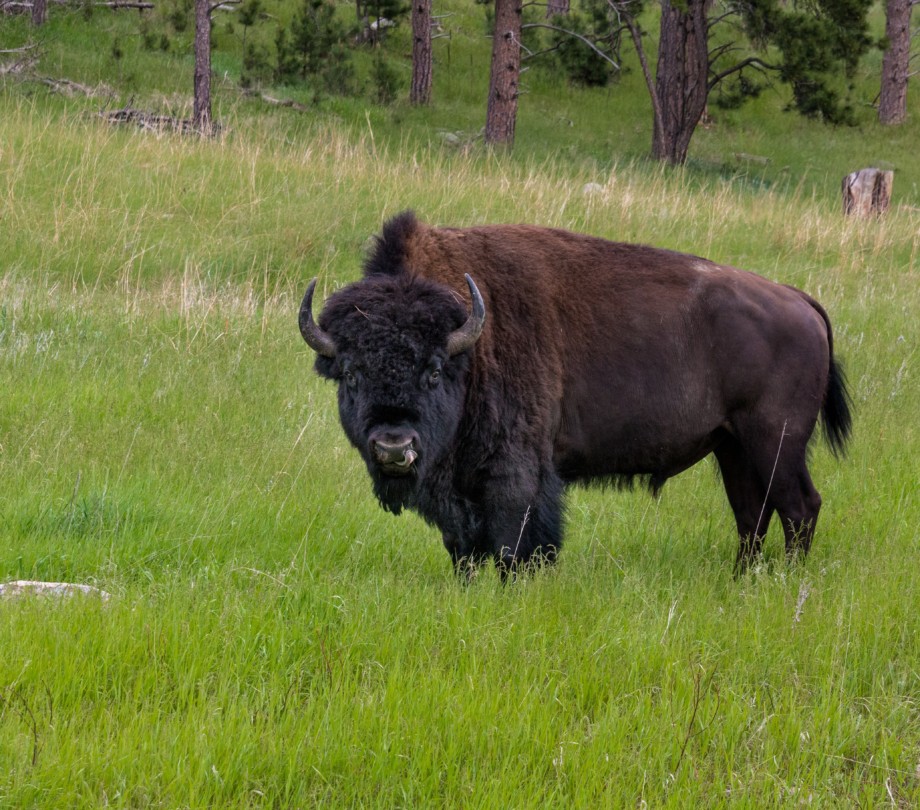 Buffalo in Custer State Park