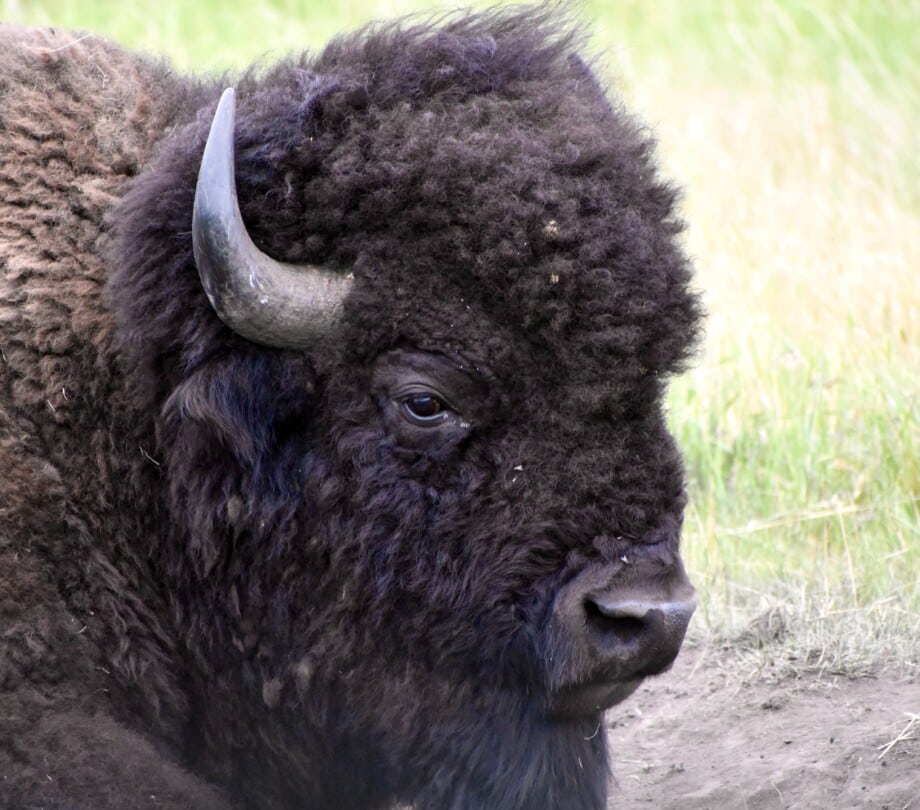 Bison laying in grass in Yellowstone National Park