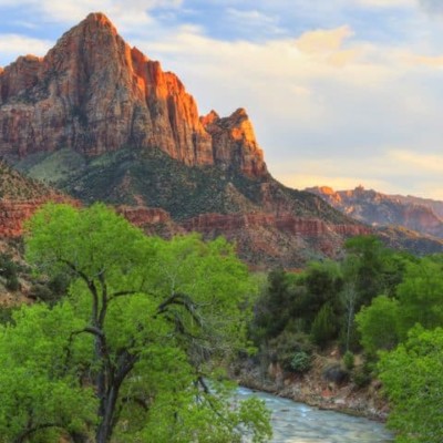 Zion National Park Wildflowers: When and Where to See Them