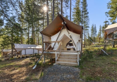 canvas tent surrounded by tall trees