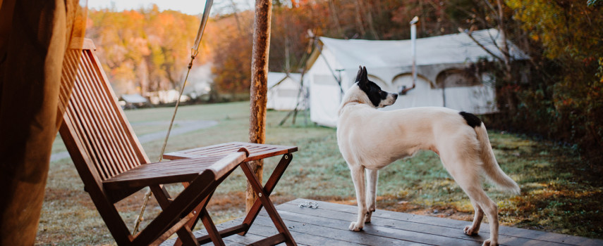 What to Pack for Glamping with Your Dog
