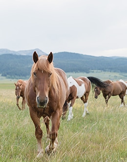 Wild Horses in Montana