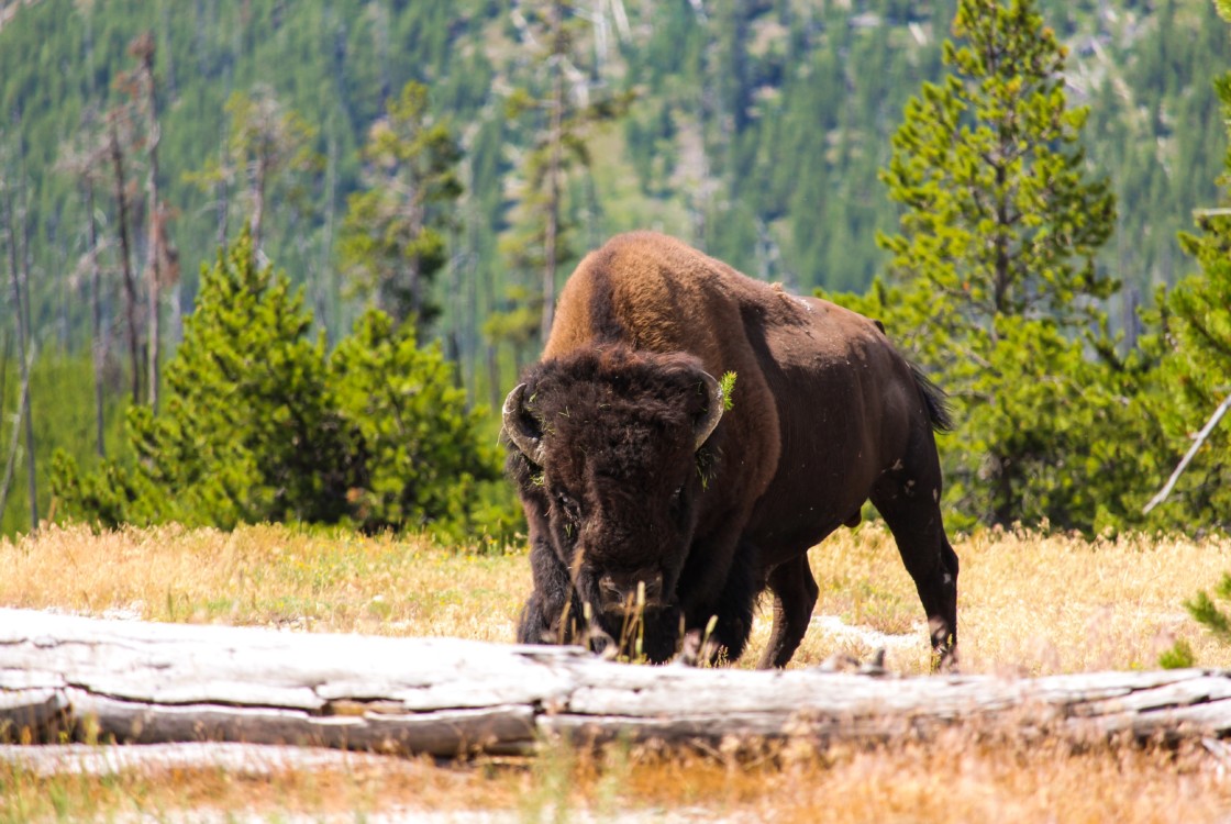 Buffalo in Yellowstone National Park