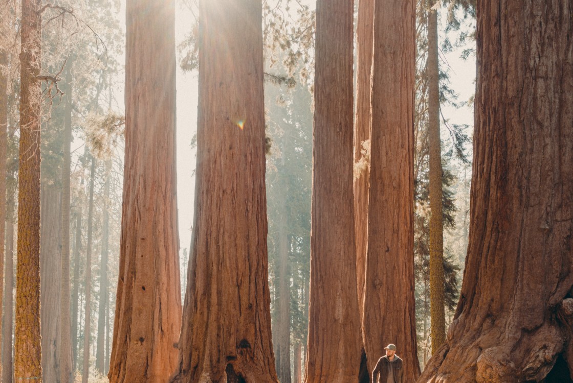 Man walking through Sequoia trees in Sequoia National Park