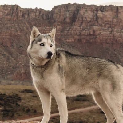 Best Ways to Explore Zion With Your Dog