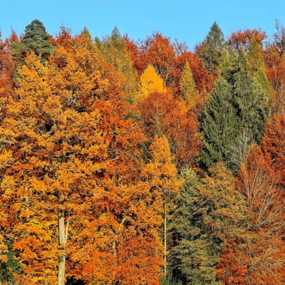 Acadia National Park Fall Colors Guide