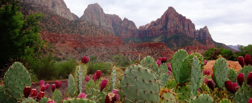 The Perfect 72 Hours in Zion National Park