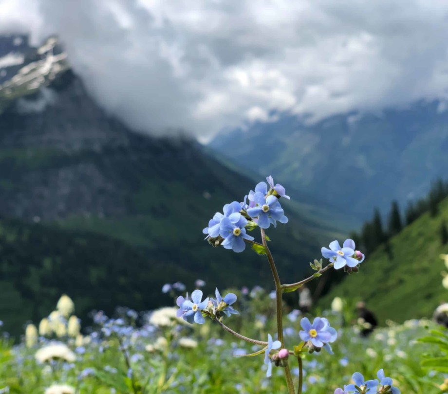 View of Glacier National Park