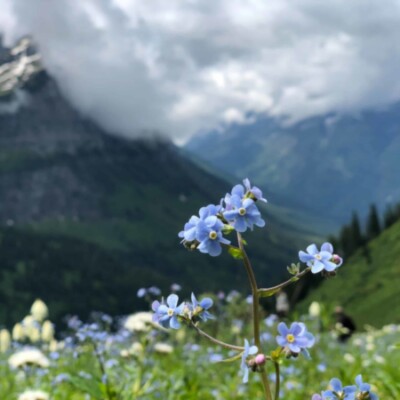 A Local’s Guide to Glacier National Park