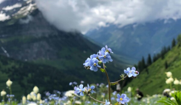 A Local’s Guide to Glacier National Park
