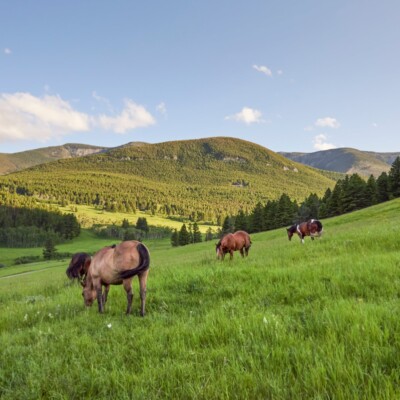 The Under Canvas Paradise Valley Travel Guide