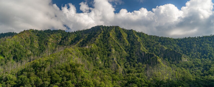 Best Hiking Trails Near the Great Smoky Mountains