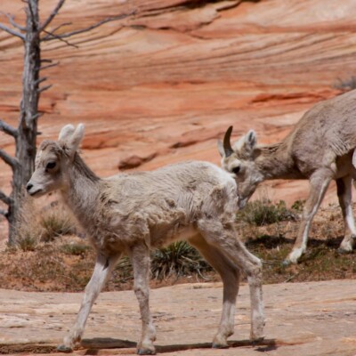 Your Guide to Zion National Park Wildlife