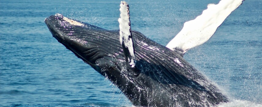 Guide to Whale Watching in Maine and Acadia National Park