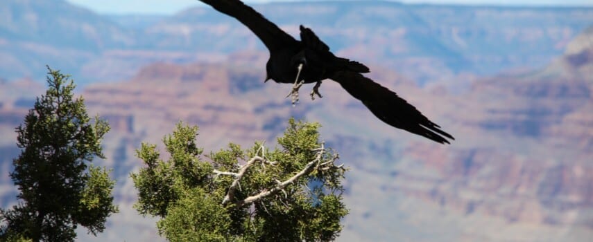 Birding the Grand Canyon: Where and What to Spot