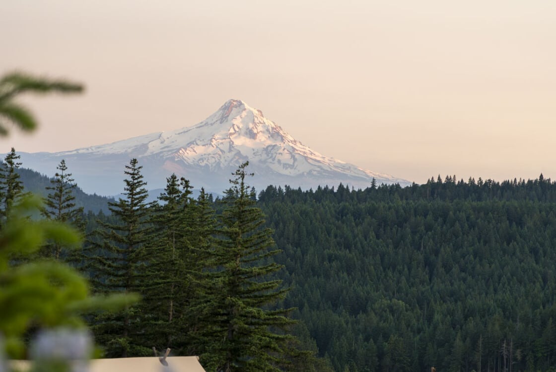 Wildflowers blooming with tents and Mount Hood in background at Under Canvas Columbia River Gorge