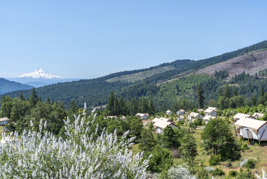 Wildflowers on hillside overlooking canvas tents and mount hood in the distance at Under Canvas Columbia River Gorge