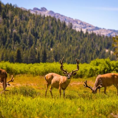 The Ultimate Guide to Yosemite Wildlife