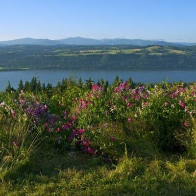 Columbia River Gorge Wildflower Guide