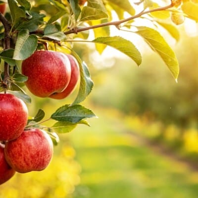 Best Orchards in the U.S. for Apple Picking Season