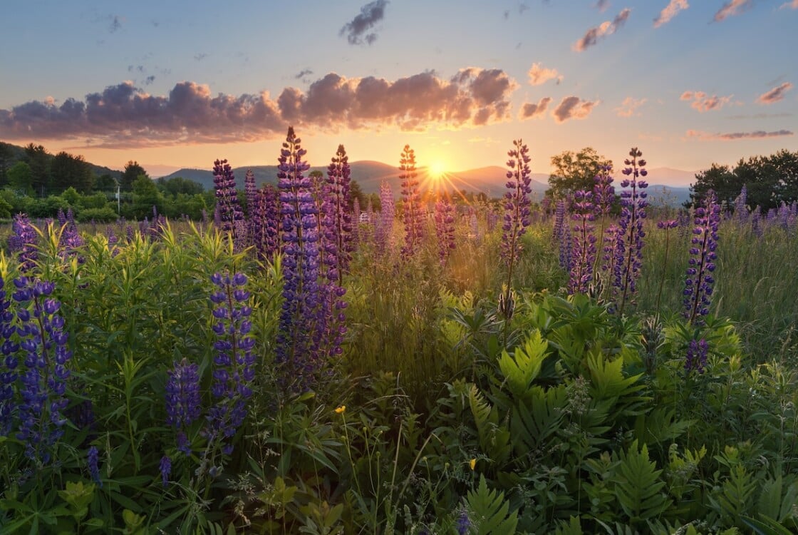 wild flowers at sunrise at the lupine festival in New Hampshire