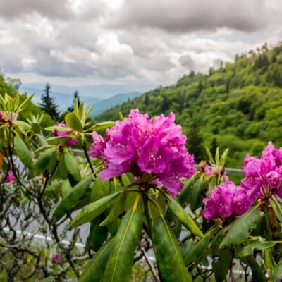 Top Instagrammable Places in the Great Smoky Mountains