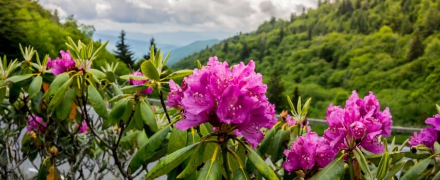 Top Instagrammable Places in the Great Smoky Mountains