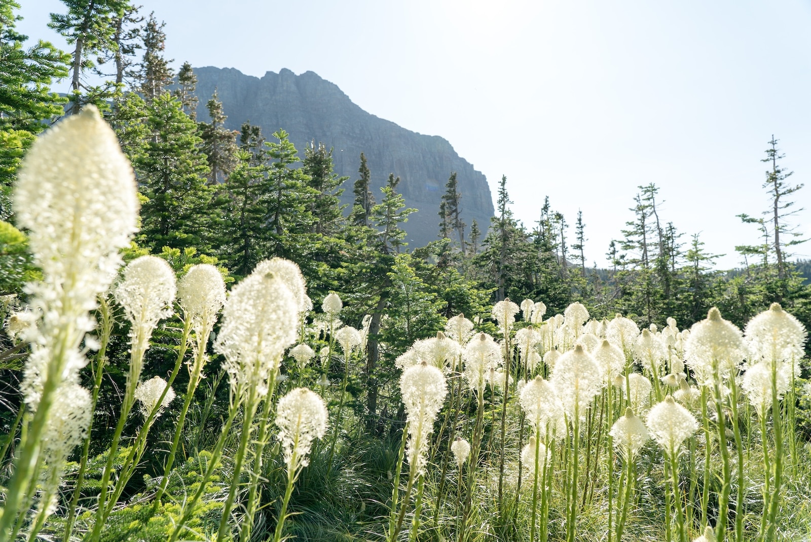 Wild flower in Glacier National Park with a mountain in the background