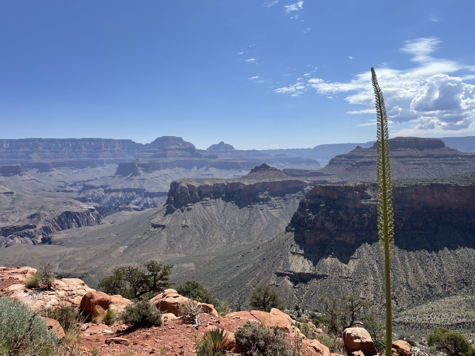 Looking into the Grand Canyon with a unique tree in the foreground.