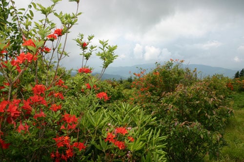 Wildflowers in Great Smoky Mountain National Park.