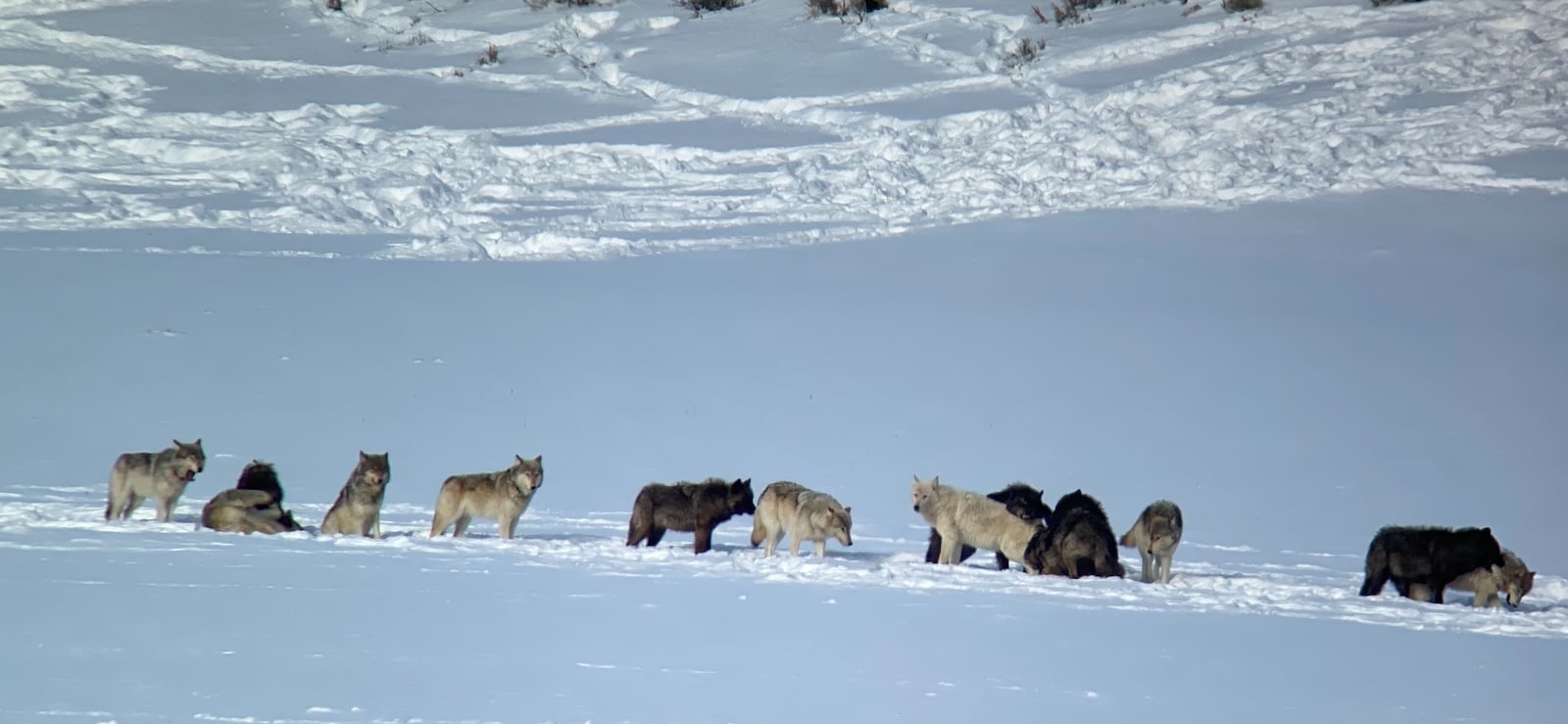 A pack of wolves in the snow in Yellowstone National Park.