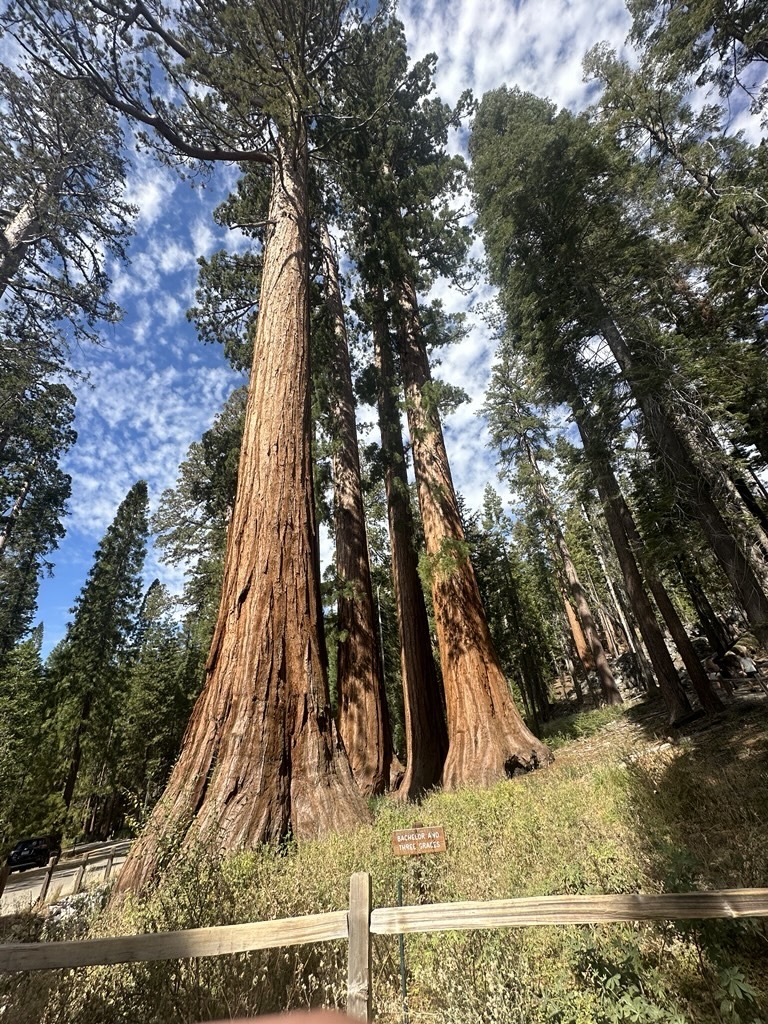 Giant Sequoias in Yosemite.
