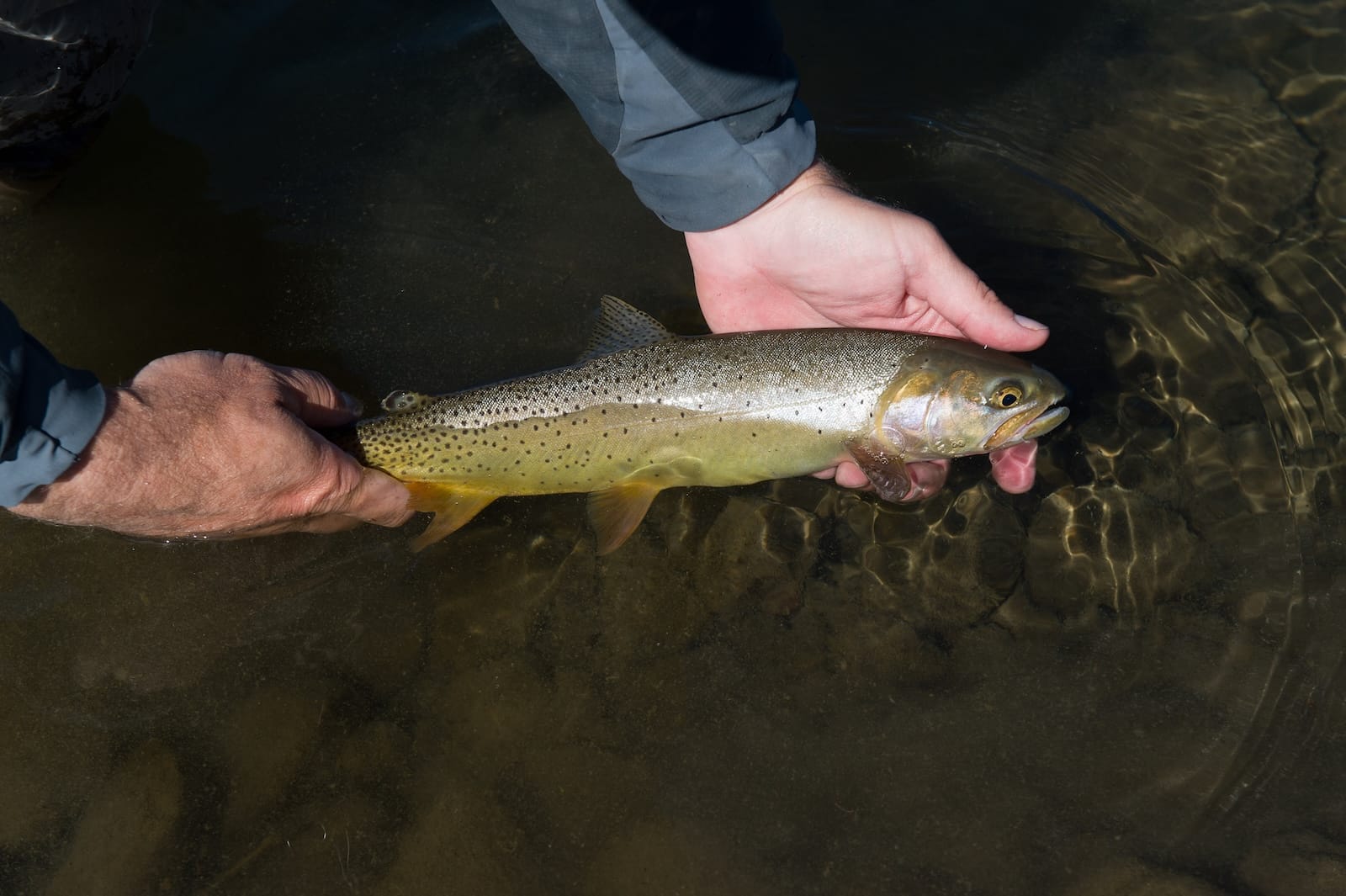 Recently caught trout on the Yellowstone River.