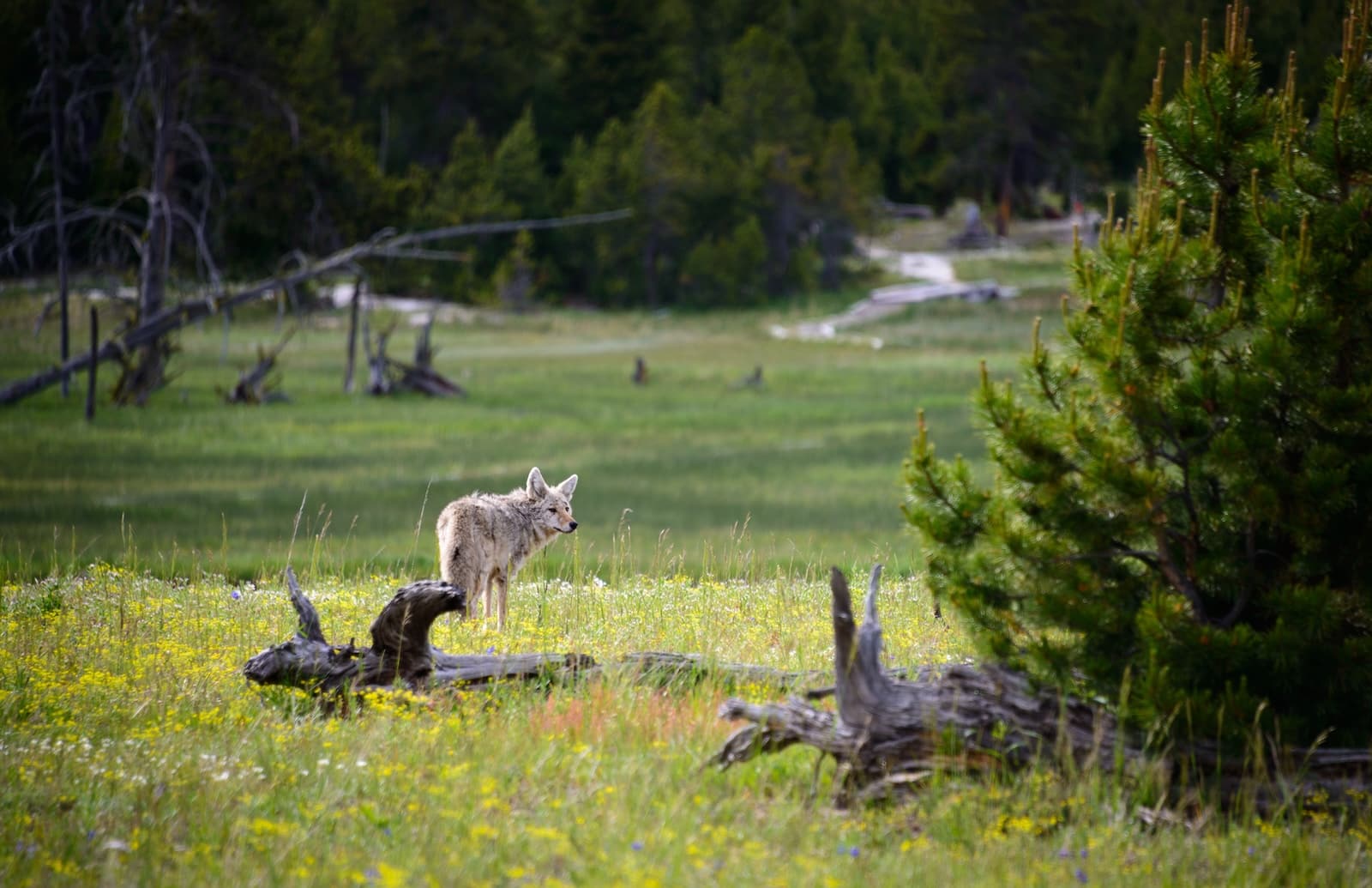 Wolf in Yellowstone National Park.