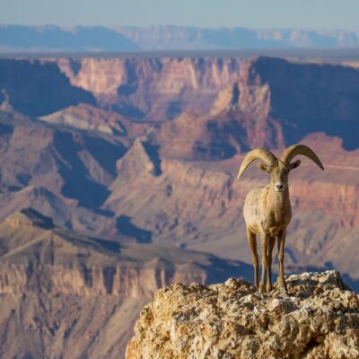 Guide To Grand Canyon Wildlife