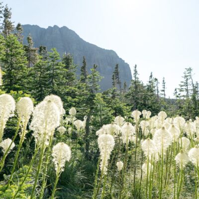 Guide to Glacier National Park Wildflowers