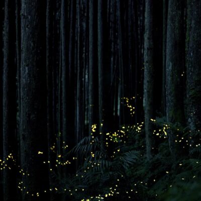 Great Smoky Mountain Fireflies