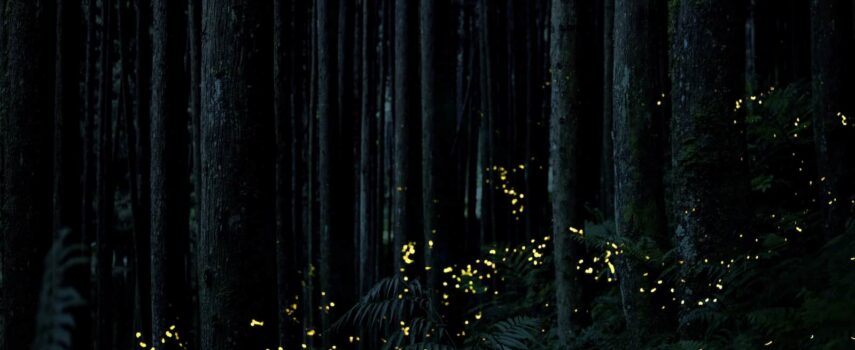 Great Smoky Mountain Fireflies