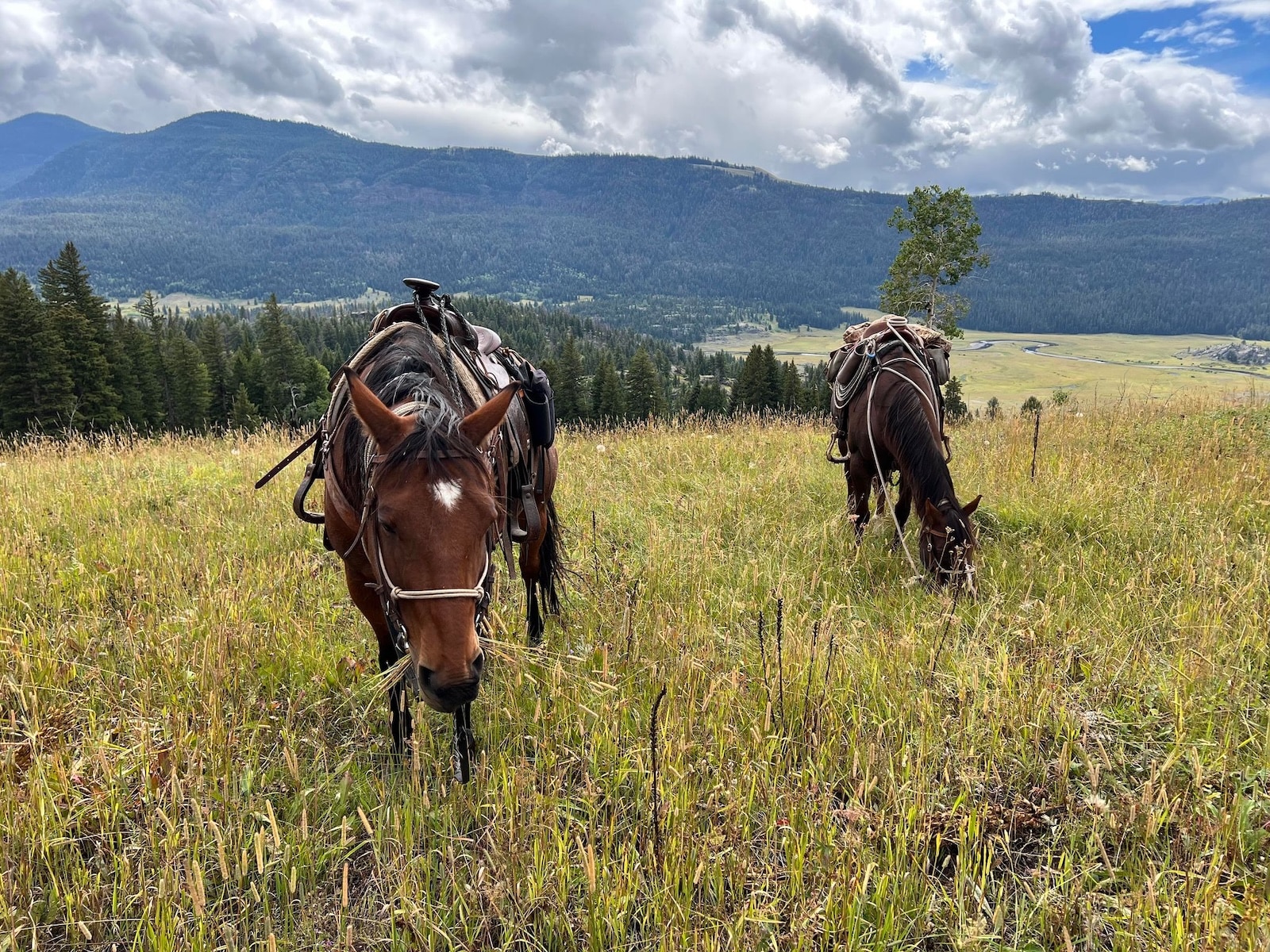 Horses near Yellowstone.