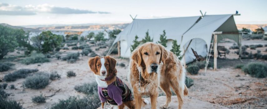 Dog-Friendly Glamping Near National Parks: Where to Stay and What to Know